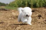 BICHON FRISE 106